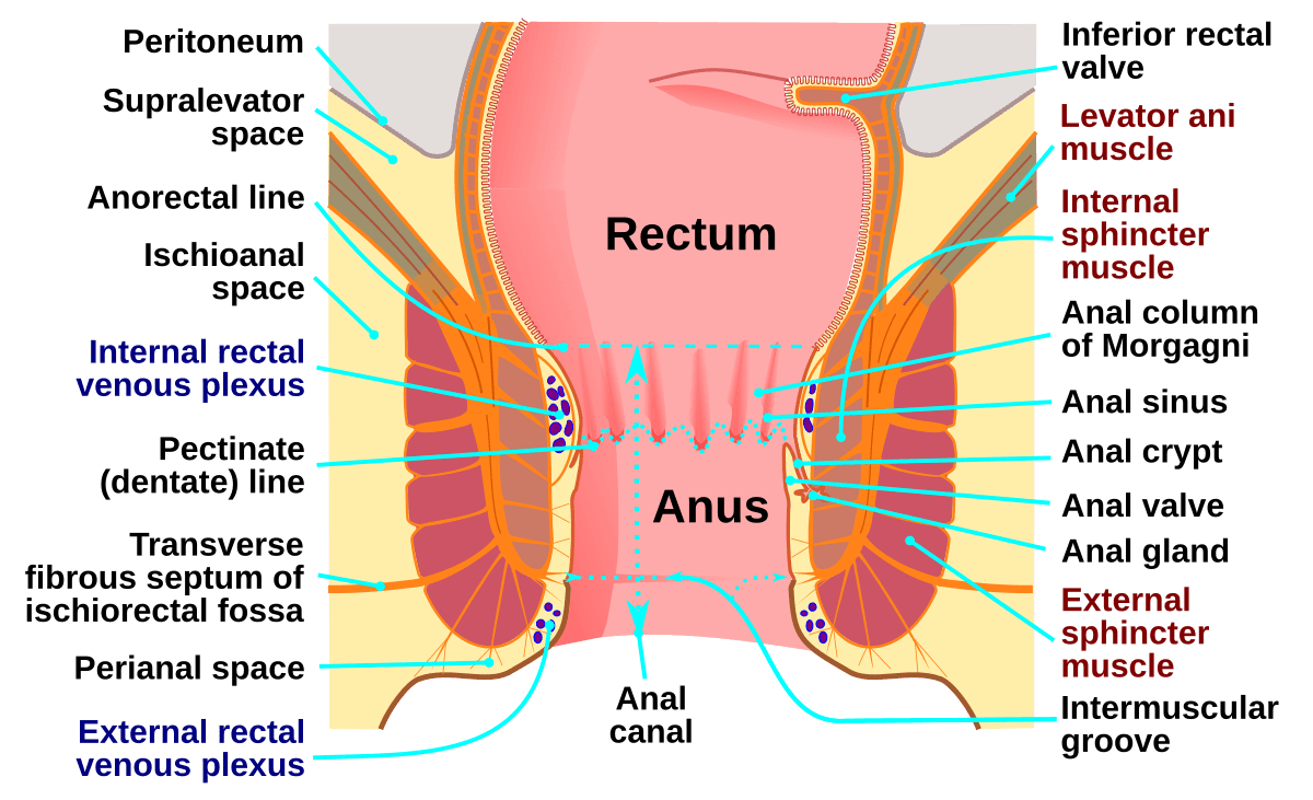 Illustration of anorectal anatomy