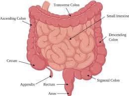 Colon and rectum anatomy
