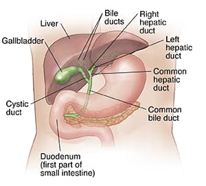 Gallbladder anatomy illustration